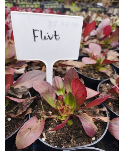 Bergenia ‘Flirt’ – kompaktowa bergenia o różowych kwiatach | Lavender-Byliny.pl