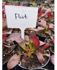 Bergenia ‘Flirt’ – kompaktowa bergenia o różowych kwiatach | Lavender-Byliny.pl