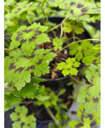 Bodziszek 'Samobor' – Ciemne Wzory i Elegancka Purpura | Lavender-Byliny