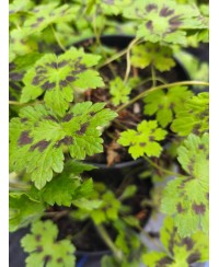 Bodziszek 'Samobor' – Ciemne Wzory i Elegancka Purpura | Lavender-Byliny