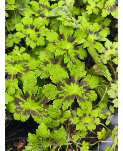 Bodziszek 'Samobor' – Ciemne Wzory i Elegancka Purpura | Lavender-Byliny