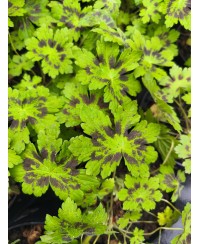 Bodziszek 'Samobor' – Ciemne Wzory i Elegancka Purpura | Lavender-Byliny