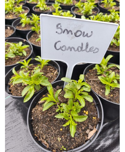 Przetacznik Snow Candles – biały przetacznik kłosowy | Lavender-Byliny.pl