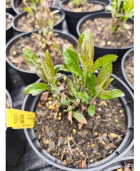 Przetacznik Lancita Pink – kompaktowa różowa bylina | Lavender-Byliny.pl