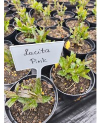 Przetacznik Lancita Pink – kompaktowa różowa bylina | Lavender-Byliny.pl