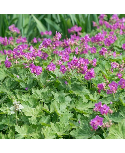 Bodziszek 'Bevans' Geranium macrorrhizum