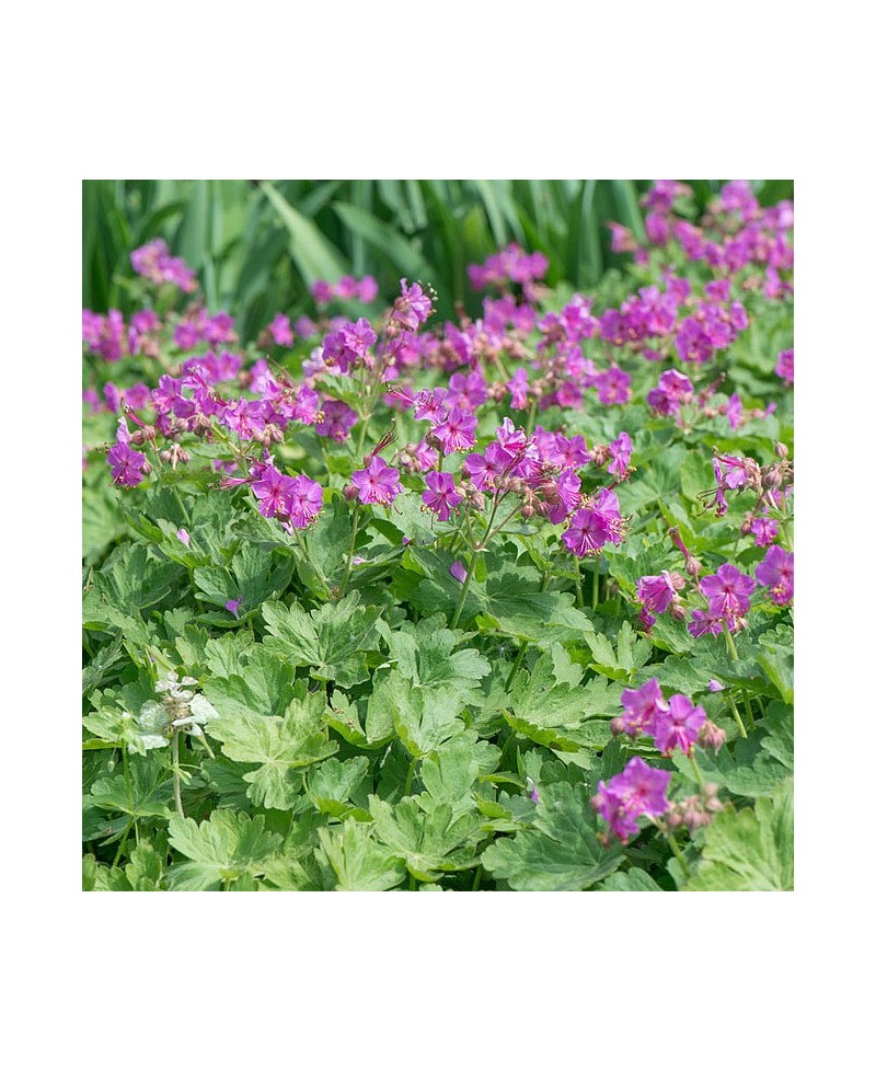 Bodziszek 'Bevans' Geranium macrorrhizum