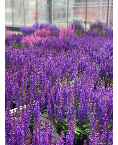 Szałwia omszona 'Rianne Purple' Salvia nemorosa