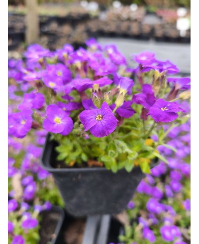 Żagwin ‘Rock On Blue’ – Niebieski Dywan Wiosny | Lavender-Byliny