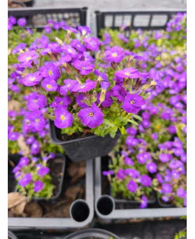 Żagwin ‘Rock On Blue’ – Niebieski Dywan Wiosny | Lavender-Byliny