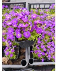 Żagwin ‘Rock On Blue’ – Niebieski Dywan Wiosny | Lavender-Byliny