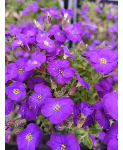 Żagwin ‘Rock On Blue’ – Niebieski Dywan Wiosny | Lavender-Byliny