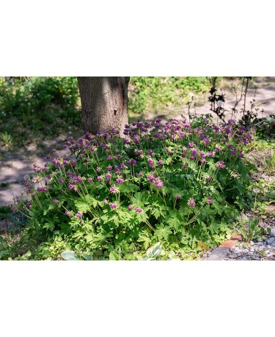 Bodziszek 'Bevans' Geranium macrorrhizum