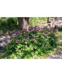 Bodziszek 'Bevans' Geranium macrorrhizum