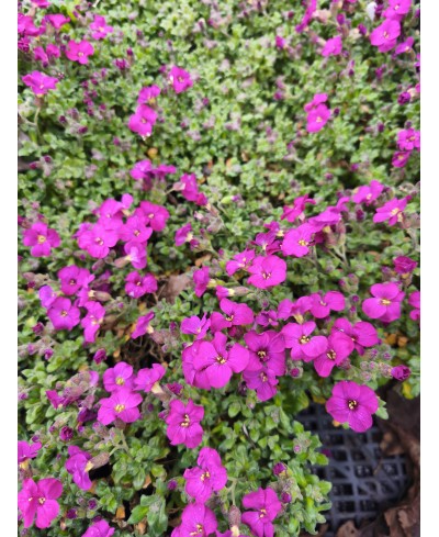 Żagwin ‘Rock On Pink’ – Intensywnie Różowy Dywan Wiosny | Lavender-Byliny