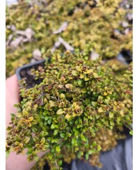 Macierzanka ‘E.B. Anderson’ – Złocisty Dywan o Zapachu Cytryny | Lavender-Byliny