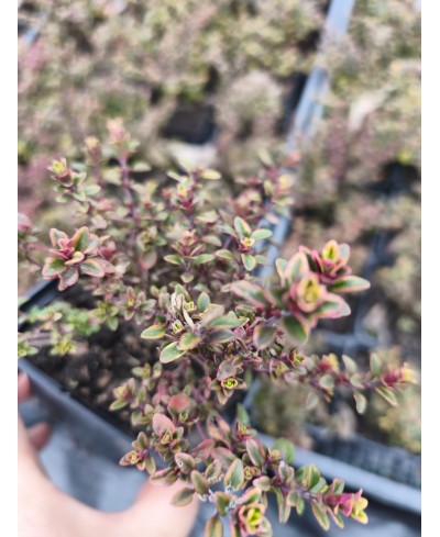 Macierzanka ‘Gold Lemon’ – Cytrynowy Aromat i Złoto | Lavender-Byliny