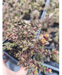 Macierzanka ‘Gold Lemon’ – Cytrynowy Aromat i Złoto | Lavender-Byliny