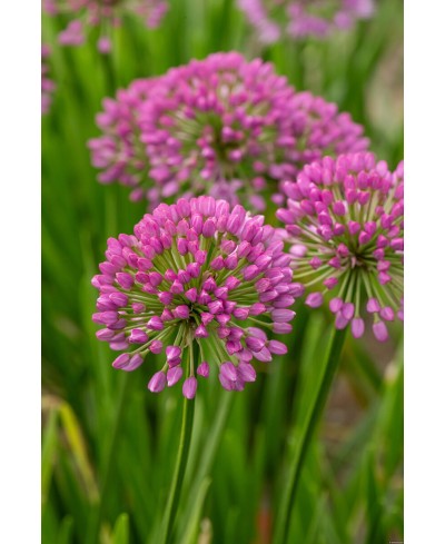 Czosnek 'Millenium' (Allium hybrida)