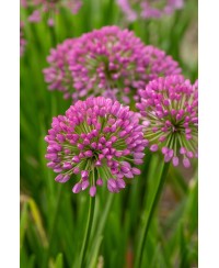 Czosnek 'Millenium' (Allium hybrida)