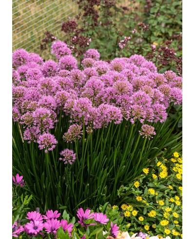Czosnek 'Millenium' (Allium hybrida)
