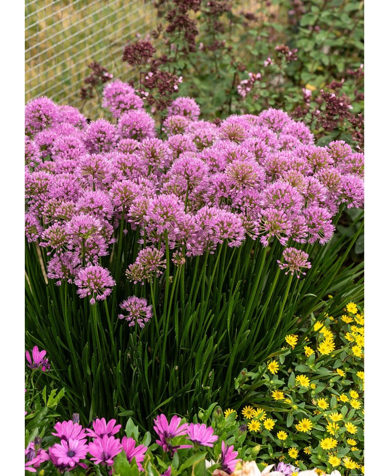 Czosnek 'Millenium' (Allium hybrida)