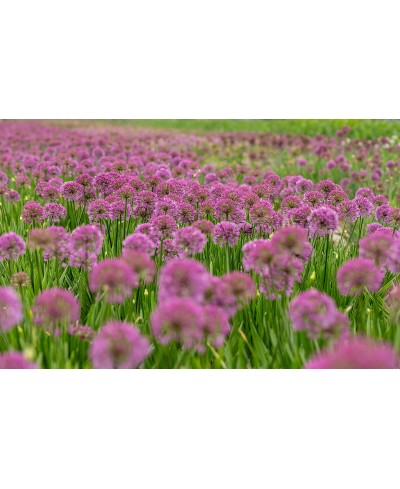 Czosnek 'Millenium' (Allium hybrida)