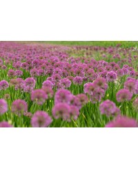 Czosnek 'Millenium' (Allium hybrida)