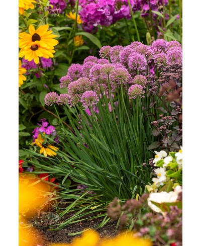Czosnek 'Millenium' (Allium hybrida)