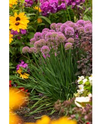 Czosnek 'Millenium' (Allium hybrida)
