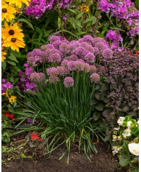 Czosnek 'Millenium' (Allium hybrida)