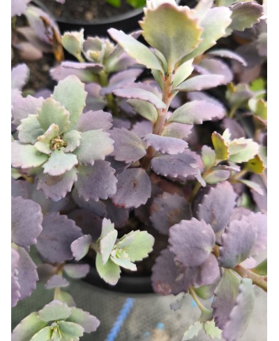 Rozchodnik '‘Red Sparkle' Sedum hybrida