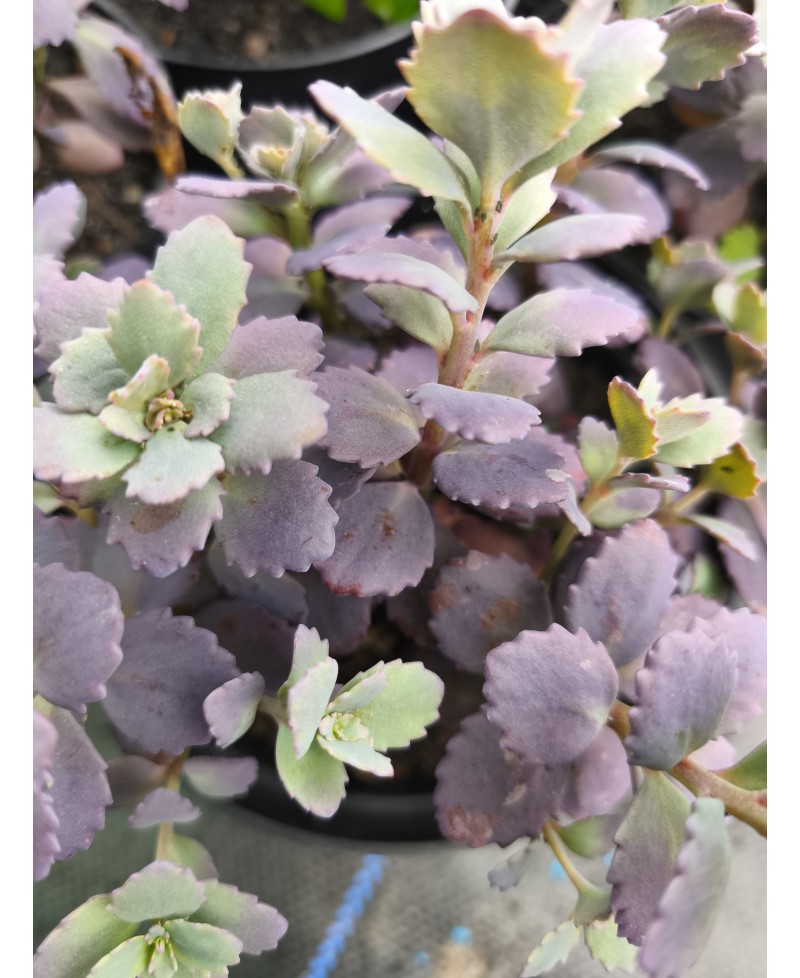 Rozchodnik '‘Red Sparkle' Sedum hybrida