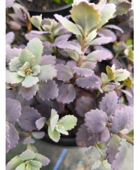 Rozchodnik '‘Red Sparkle' Sedum hybrida