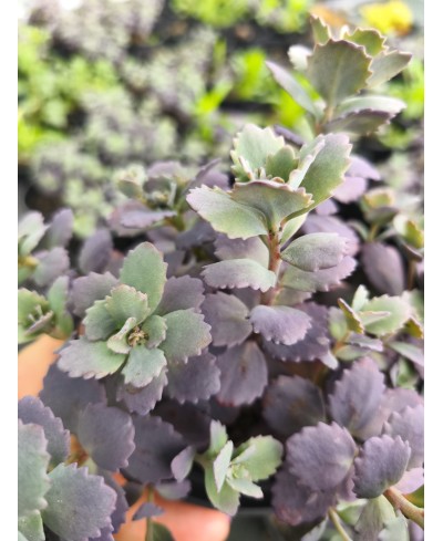 Rozchodnik '‘Red Sparkle' Sedum hybrida