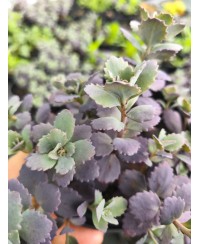 Rozchodnik '‘Red Sparkle' Sedum hybrida