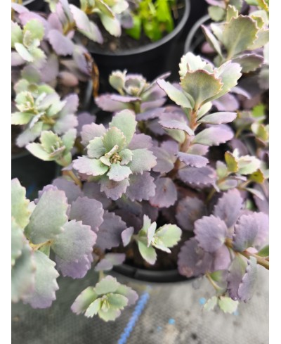 Rozchodnik '‘Red Sparkle' Sedum hybrida