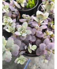 Rozchodnik '‘Red Sparkle' Sedum hybrida