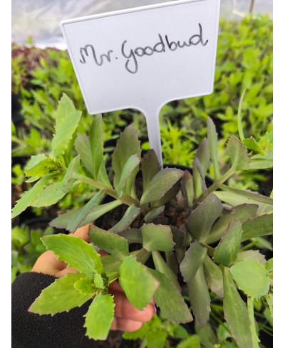 Rozchodnik 'Mr. Goodbud' (Sedum)