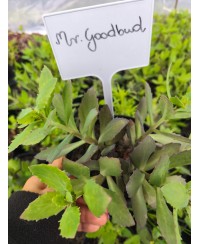 Rozchodnik 'Mr. Goodbud' (Sedum)