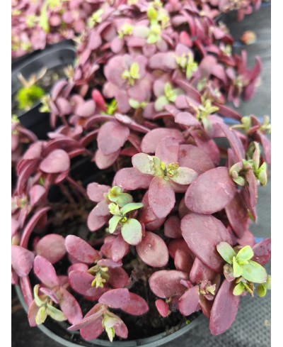 Rozchodnik 'SunSparkler Firecracker' Sedum hybrida