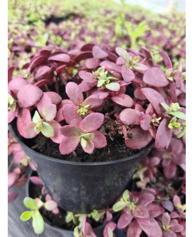 Rozchodnik 'SunSparkler Firecracker' Sedum hybrida