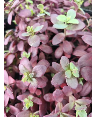 Rozchodnik 'SunSparkler Firecracker' Sedum hybrida