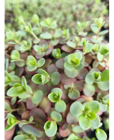 Rozchodnik 'SunSparkler Lime Zinger' Sedum hybrida