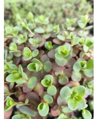 Rozchodnik 'SunSparkler Lime Zinger' Sedum hybrida