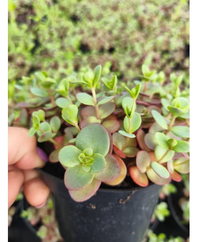 Rozchodnik 'SunSparkler Lime Zinger' Sedum hybrida