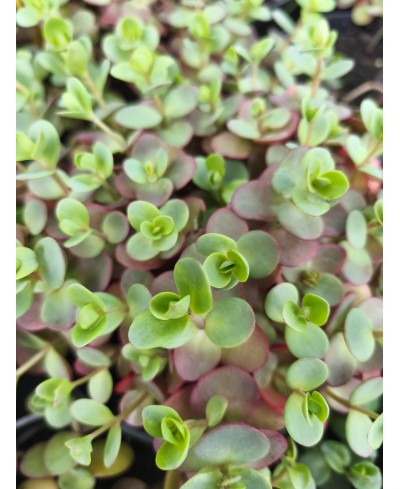 Rozchodnik 'SunSparkler Lime Zinger' Sedum hybrida