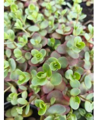 Rozchodnik 'SunSparkler Lime Zinger' Sedum hybrida
