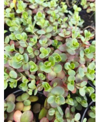 Rozchodnik 'SunSparkler Lime Zinger' Sedum hybrida