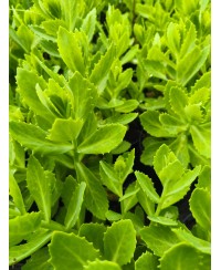 Rozchodnik 'Herbstfreude' (Sedum)